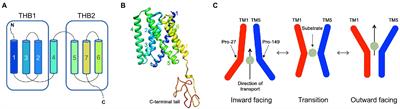 Phylogenetic analysis and structural prediction reveal the potential functional diversity between green algae SWEET transporters